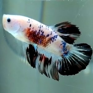 Betta Male Galaxy Koi Multicolor Plakat