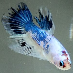 Betta Male Galaxy Multicolor Plakat