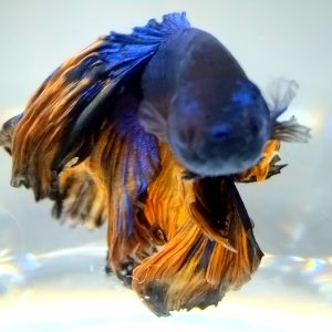 Betta Male Flowertail Mustard Blue