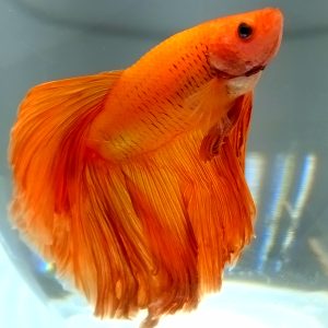 Betta Male Flowertail Orange