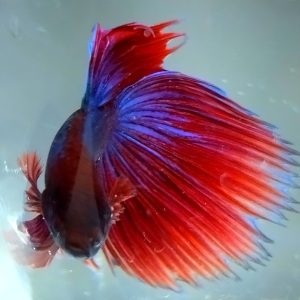 Betta Male Flowertail Blue/ Red