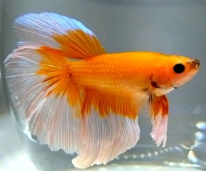 Betta Male Flowertail assorted colours