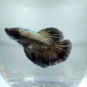 Betta Male Black Samurai