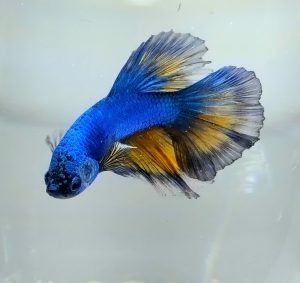 Betta Male Mustard Blue Halfmoon