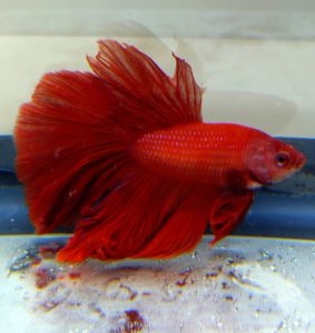 Betta Male Super Red Flowertail