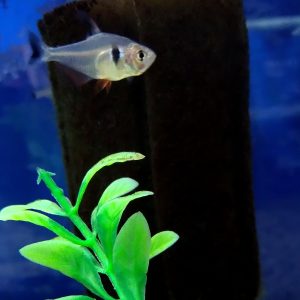 Black Phantom Tetra
