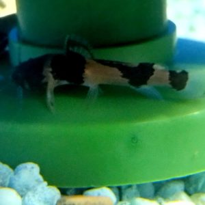 Bumblebee Catfish 2"
