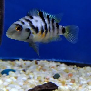 Convict Cichilid Small
