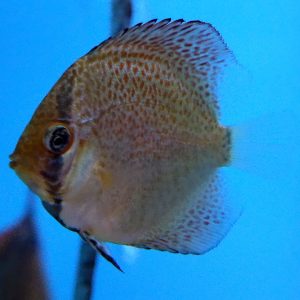 Discus Blue Snakeskin 2-3"