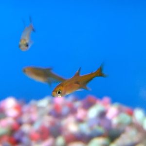 Ember Tetra