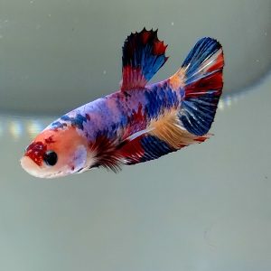 Betta Male Galaxy Multicolor Rainbow Plakat