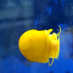 Golden Mystery Snail