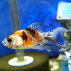 Gold Fish Calico Fantail 2"