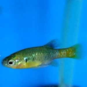 Goodieds Red Split Fin Male