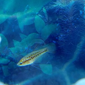 Gourami Sparkling