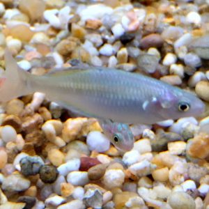 Boesemani Rainbow