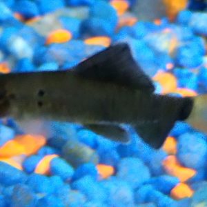 Red Tail Shark
