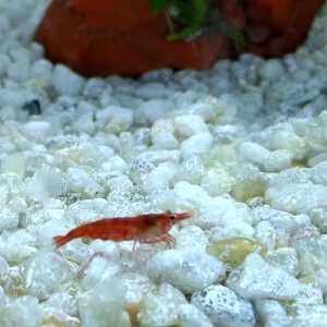 Red Cherry Shrimp