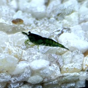 Green Jade Shrimp