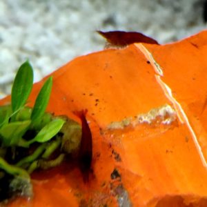 Sakura Red Shrimp