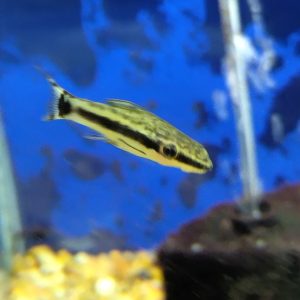 Otocinclus Catfish