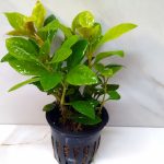Alternanthera Bettzickiana Green