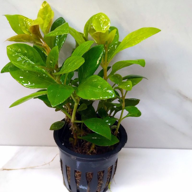Alternanthera Bettzickiana Green