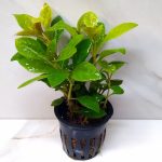 Alternanthera Bettzickiana Green