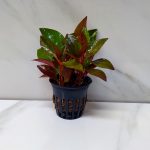 Alternanthera Bettzickiana Red