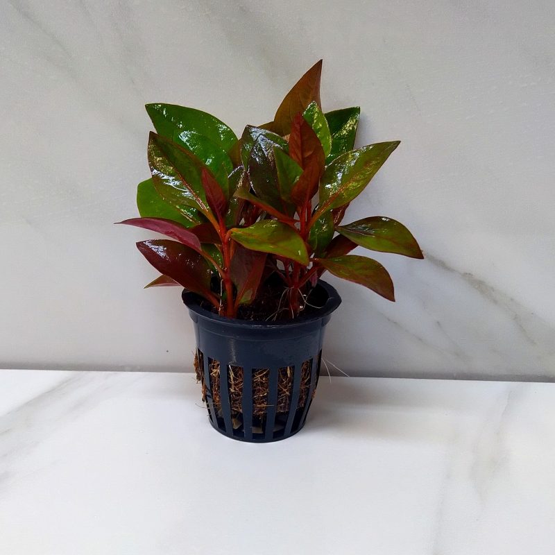 Alternanthera Bettzickiana Red