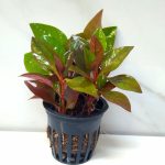 Alternanthera Bettzickiana Red