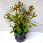 Ammania Gracilis
