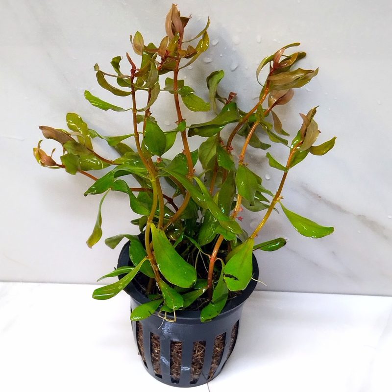 Ammania Gracilis