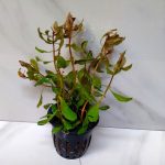 Ammania Gracilis