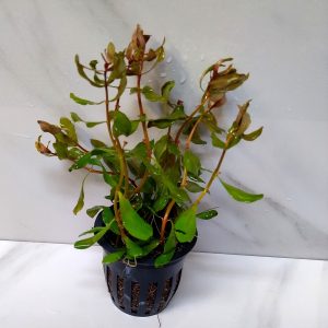 Ammania Gracilis