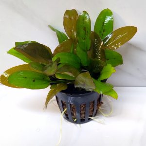 Echinodorus Ozelot