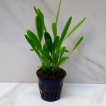 Echinodorus Uruguayenis