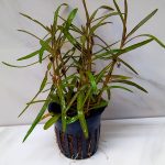 Hygrophila Lancea Araguaia