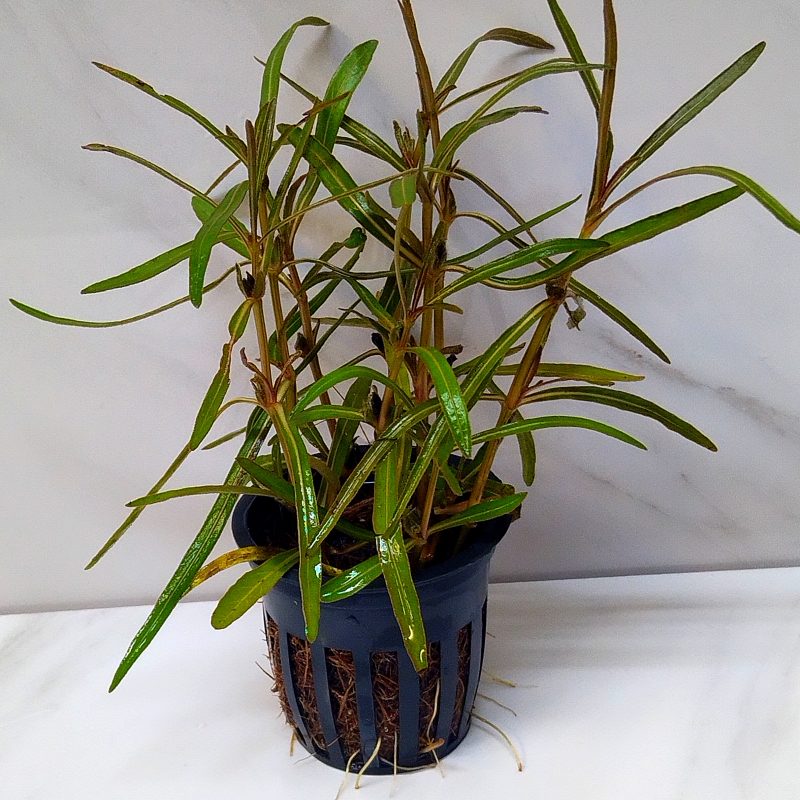 Hygrophila Lancea Araguaia