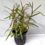 Hygrophila Lancea Araguaia