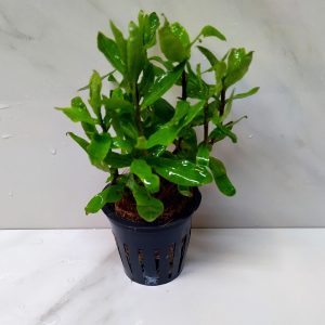 Hygrophila Polysperma