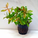 Hygrophila Polysperma Rosanervig