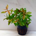 Hygrophila Polysperma Rosanervig