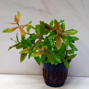 Hygrophila Polysperma Rosanervig