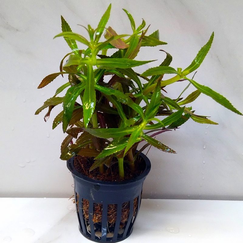 Limnophila Aromatica