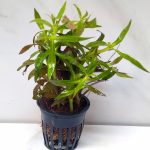 Limnophila Aromatica