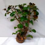 Ludwigia Ovalis