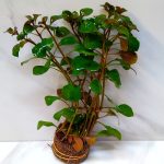 Ludwigia Ovalis