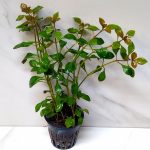 Ludwigia Palustris