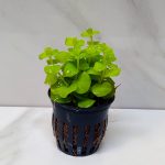 Lysimachia Nummularia Aurea